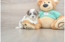 Teddy Bear Puppy for Adoption