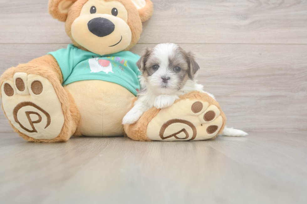 5 week old Teddy Bear Puppy For Sale - Premier Pups