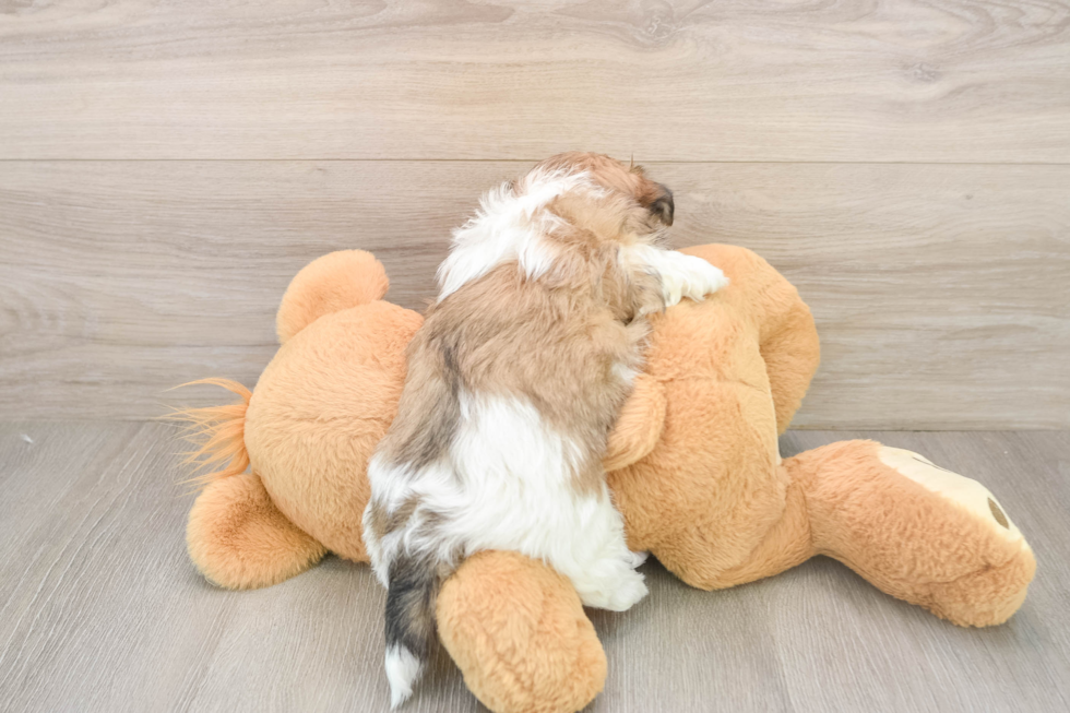 Best Teddy Bear Baby