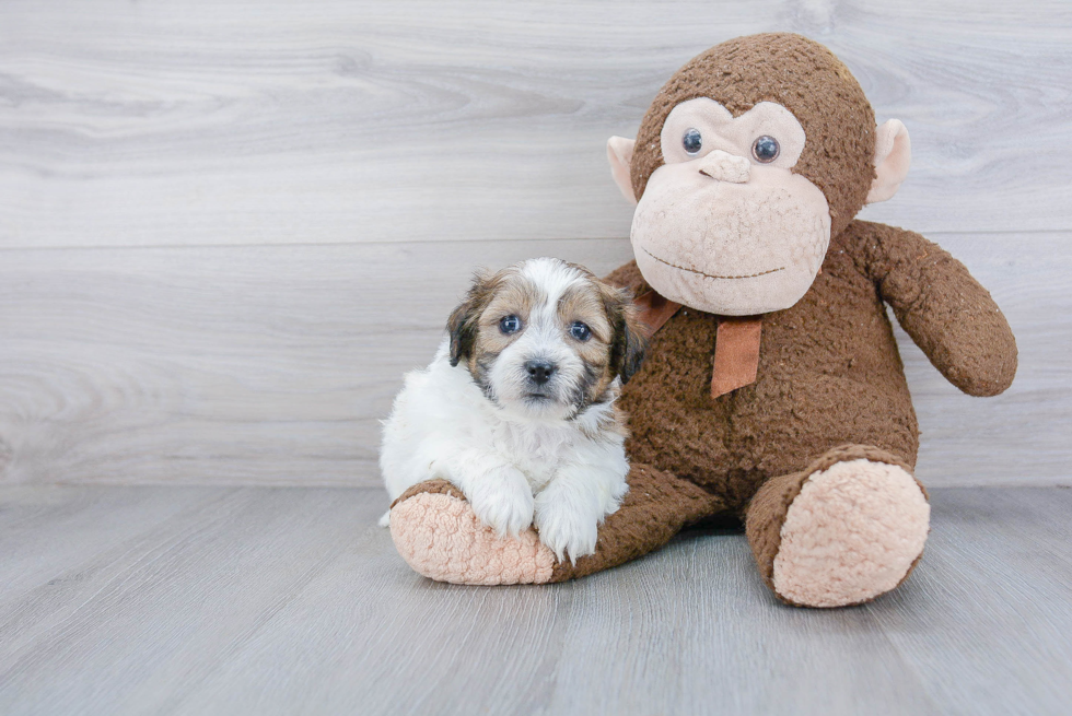 Little Shichon Designer Puppy