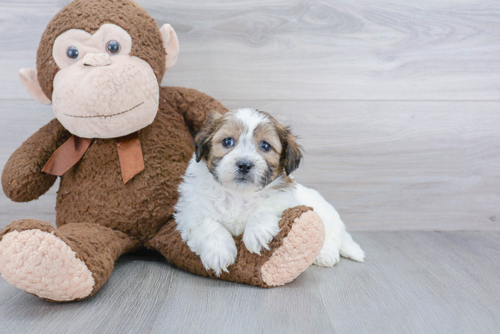 Popular Teddy Bear Designer Pup