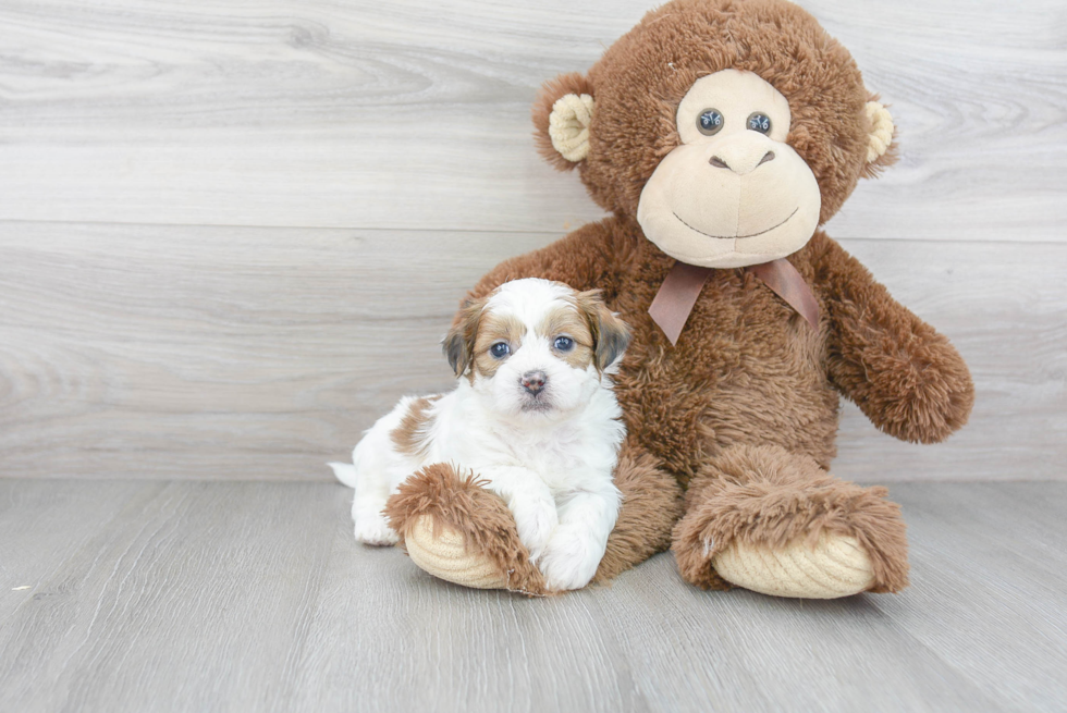 Friendly Teddy Bear Baby