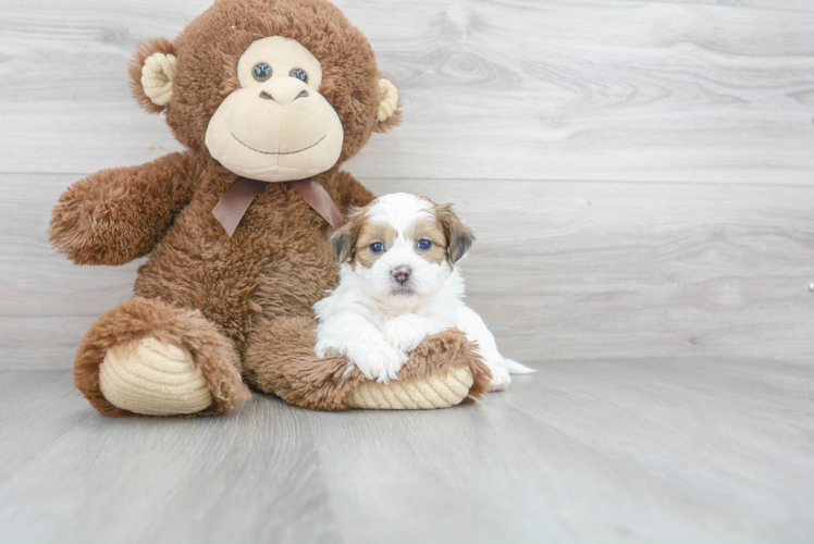 Teddy Bear Pup Being Cute