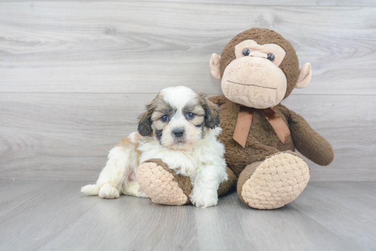 Teddy Bear Pup Being Cute