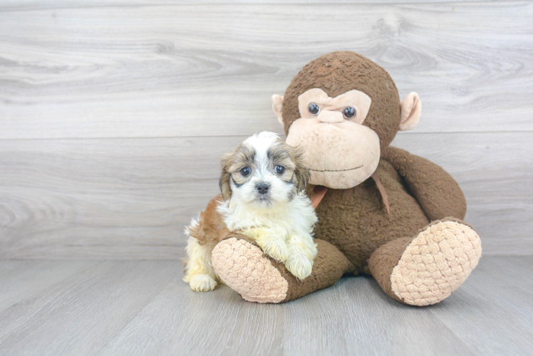 Adorable Shichon Designer Puppy