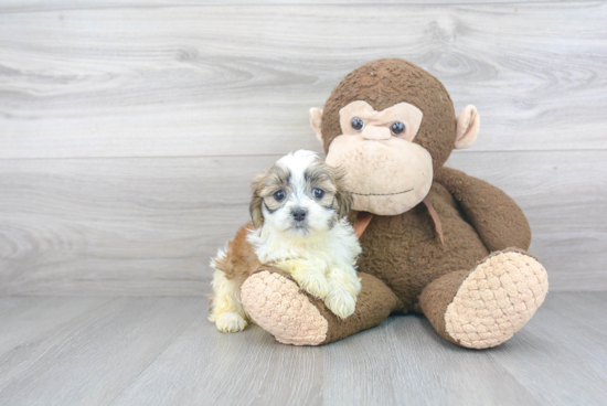 Adorable Shichon Designer Puppy