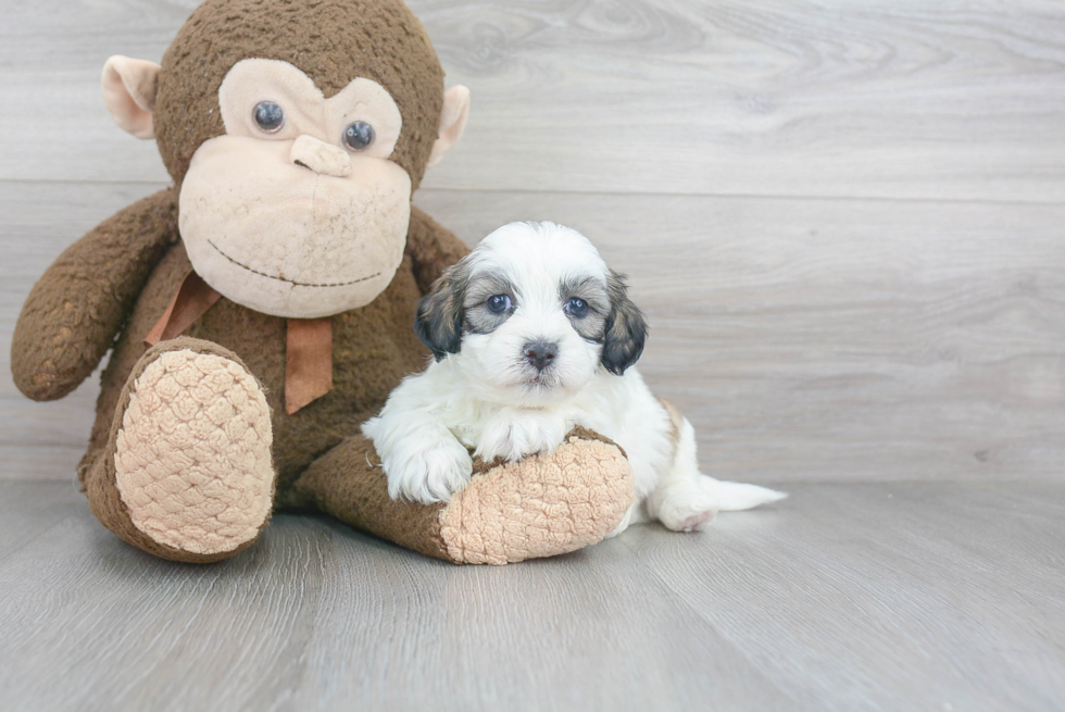 Playful Shichon Designer Puppy