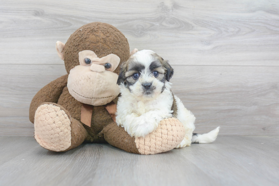 Teddy Bear Pup Being Cute