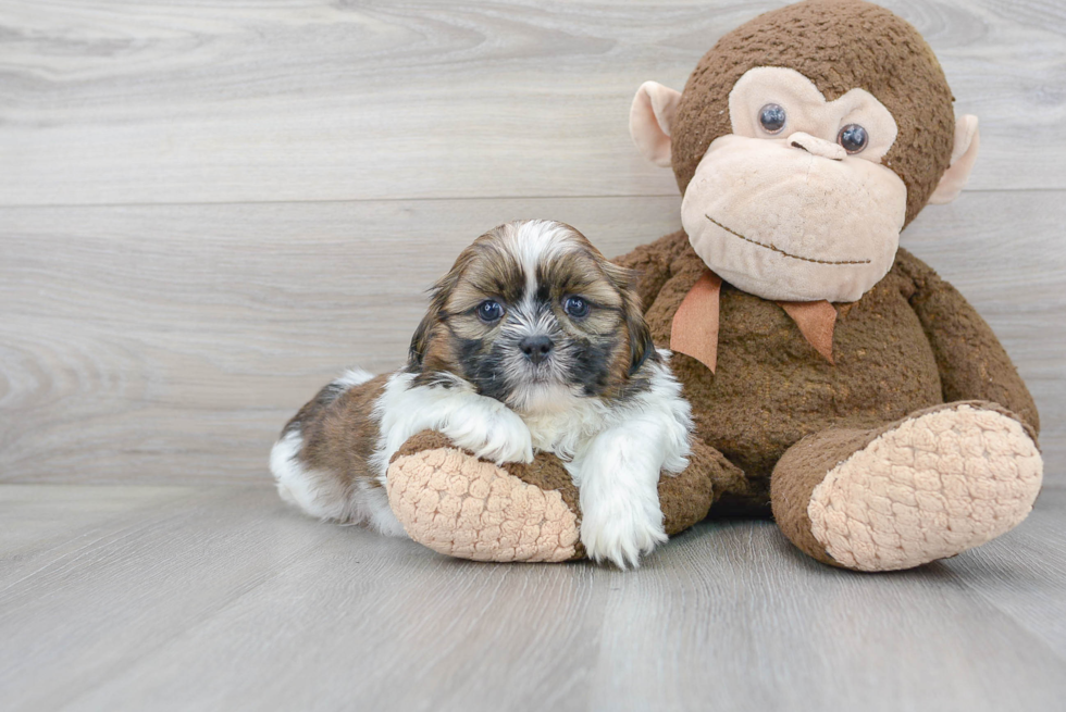 Fluffy Teddy Bear Designer Pup