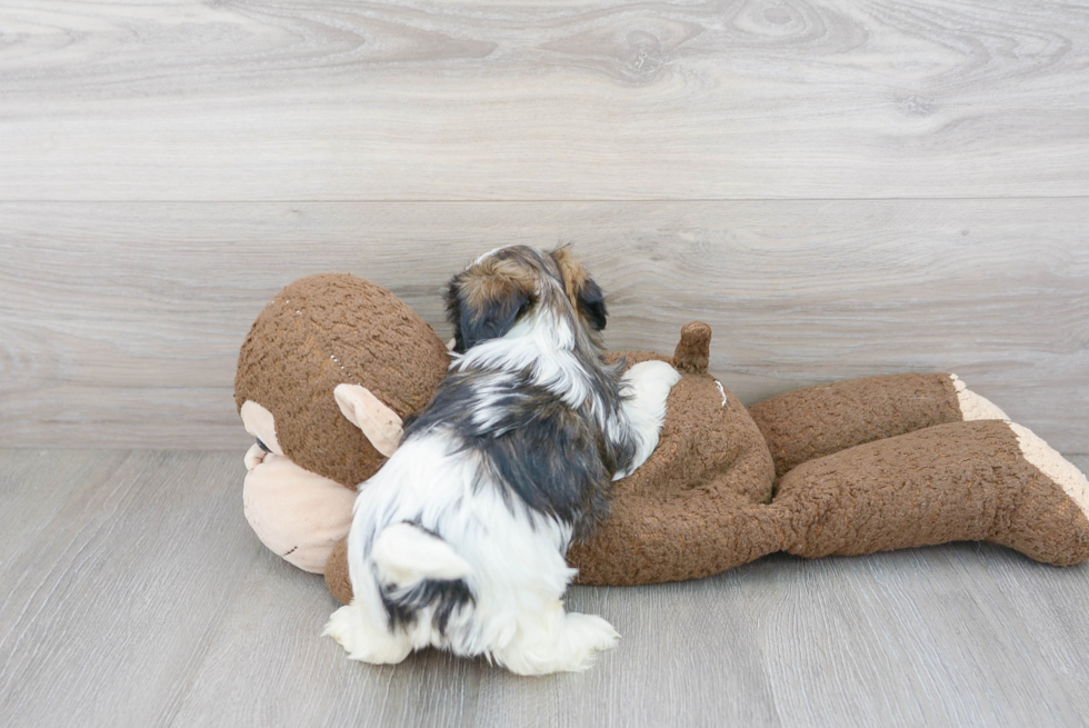 Teddy Bear Pup Being Cute