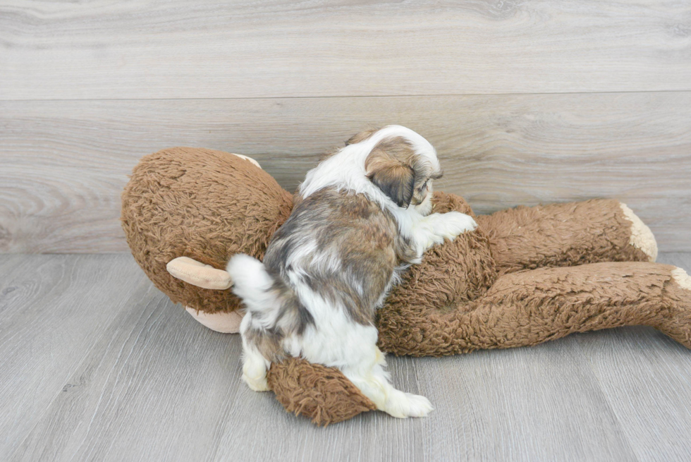 Teddy Bear Pup Being Cute