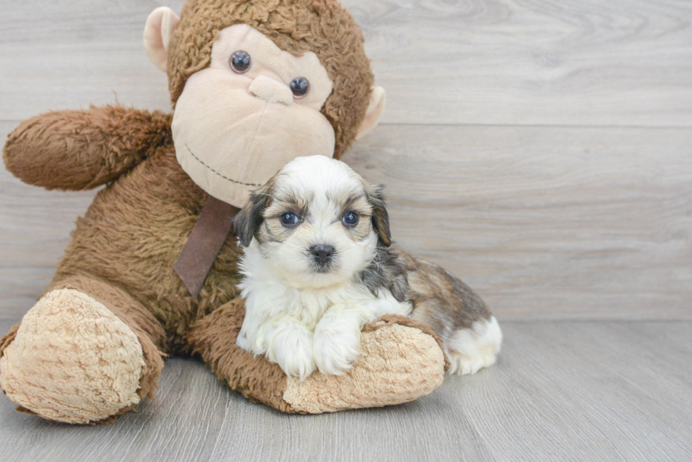 Popular Teddy Bear Designer Pup