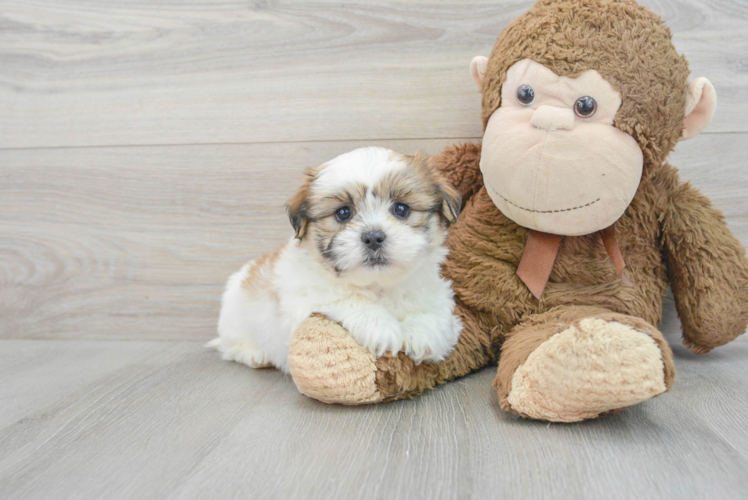 Little Shi Chon Designer Puppy