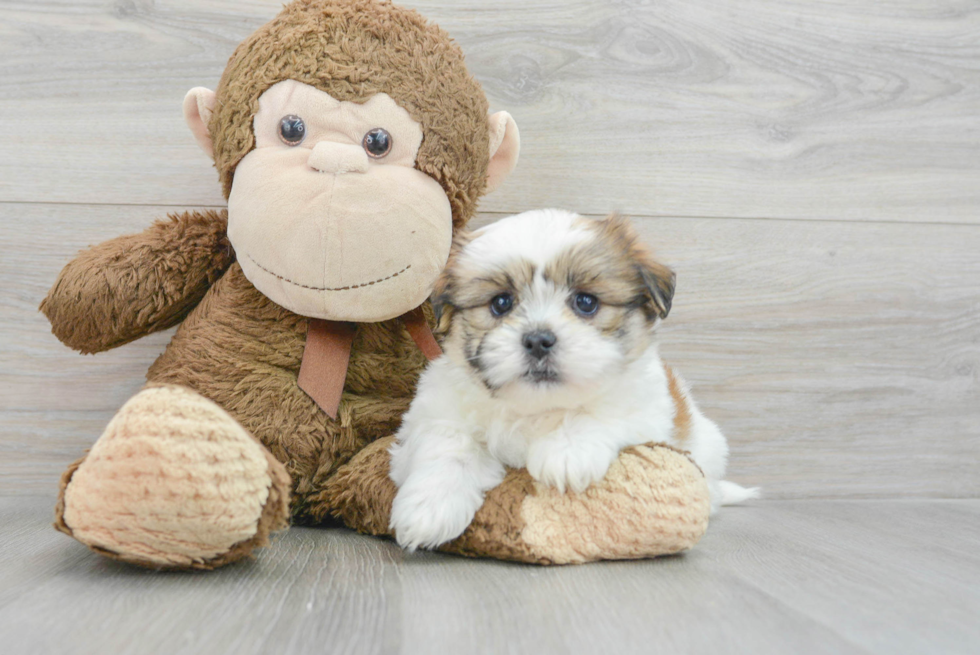 Funny Teddy Bear Designer Pup