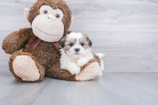 Teddy Bear Pup Being Cute