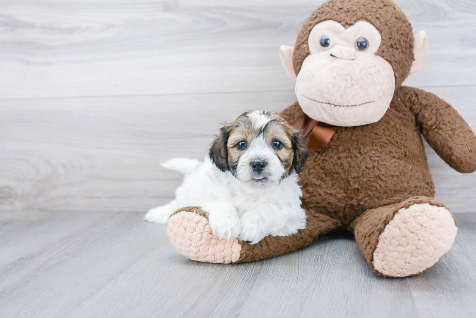 Playful Shichon Designer Puppy