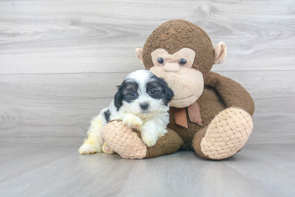 Teddy Bear Pup Being Cute