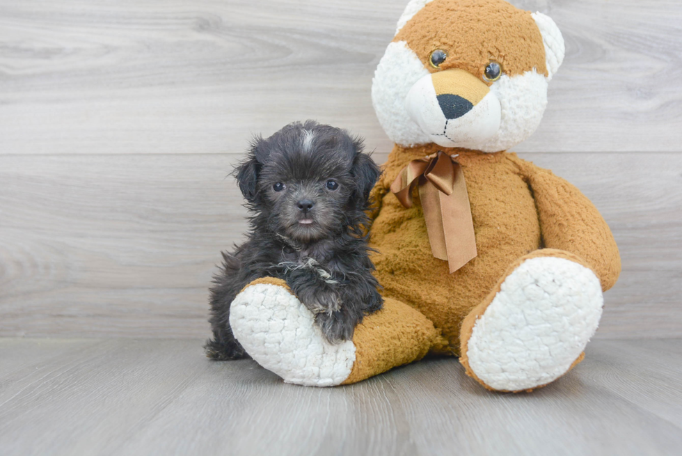 Teddy Bear Puppy for Adoption