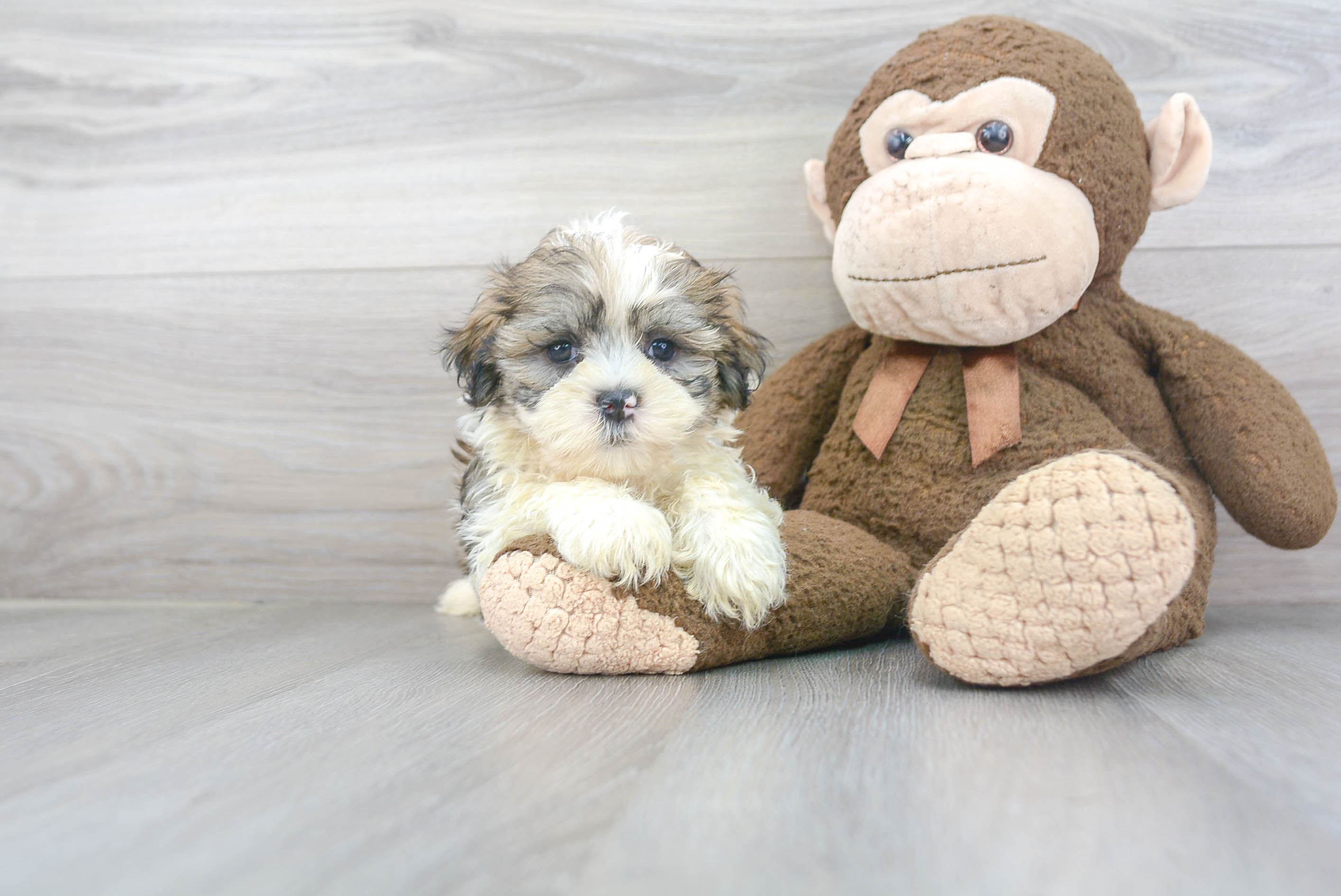 Best Teddy Bear Baby