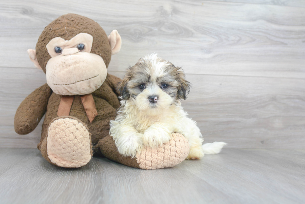 Teddy Bear Pup Being Cute