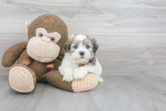 Teddy Bear Pup Being Cute