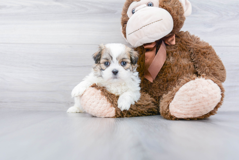 Friendly Teddy Bear Baby