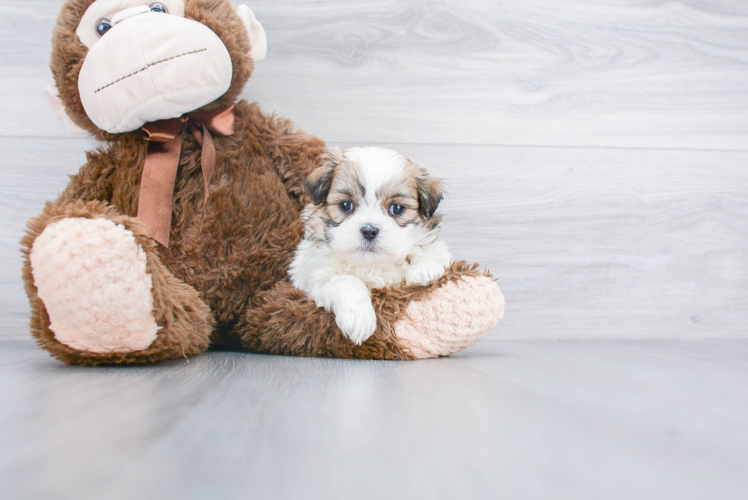 Teddy Bear Pup Being Cute