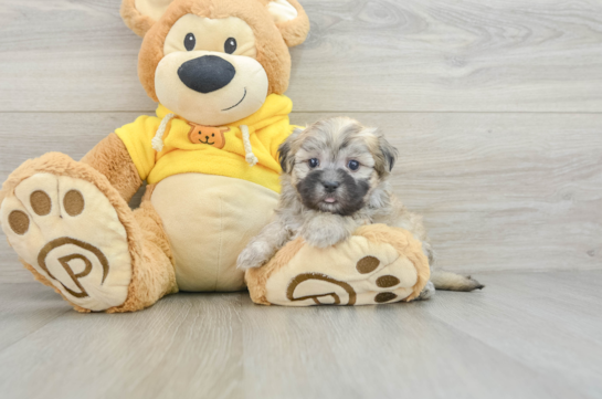 Teddy Bear Puppy for Adoption