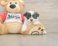 8 week old Teddy Bear Puppy For Sale - Premier Pups