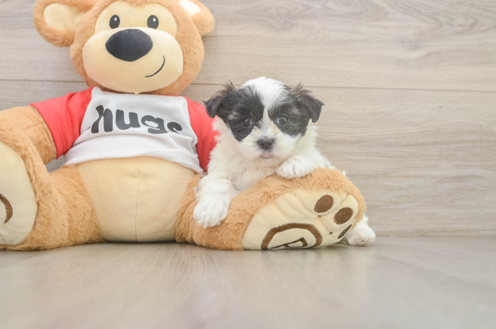 6 week old Teddy Bear Puppy For Sale - Premier Pups