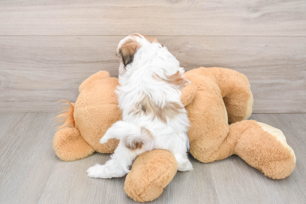 Teddy Bear Pup Being Cute