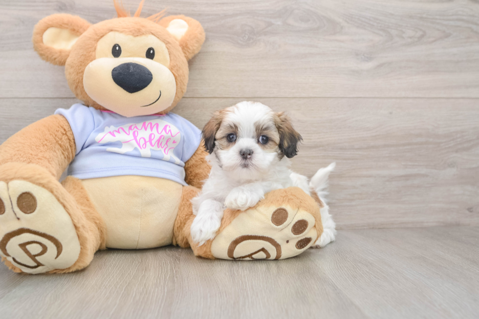 Teddy Bear Puppy for Adoption