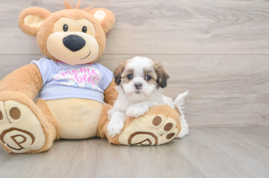 Teddy Bear Puppy for Adoption