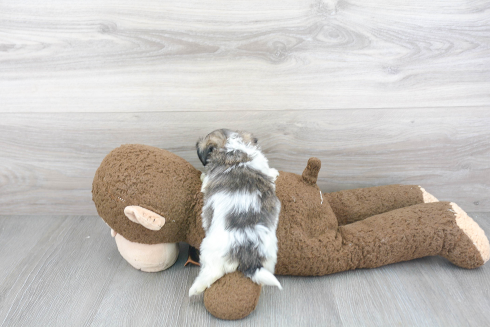 Playful Shichon Designer Puppy