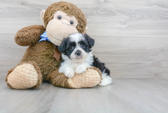 Teddy Bear Pup Being Cute