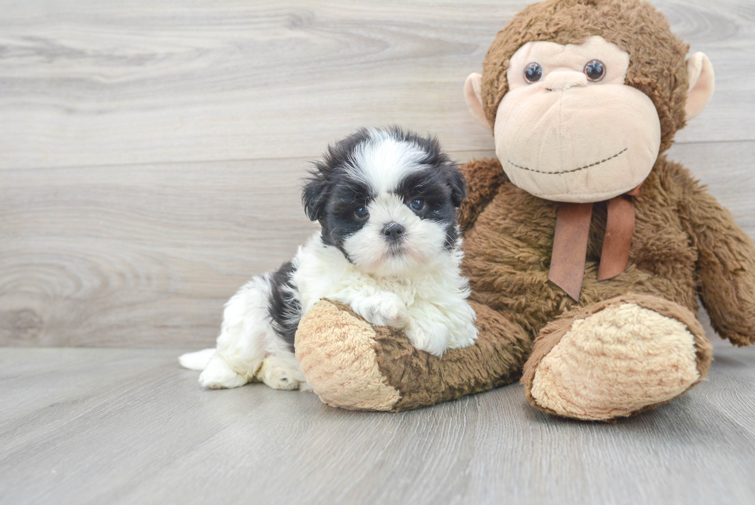 Friendly Teddy Bear Baby