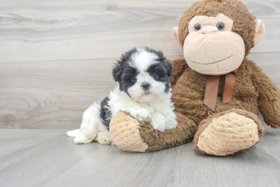 Friendly Teddy Bear Baby