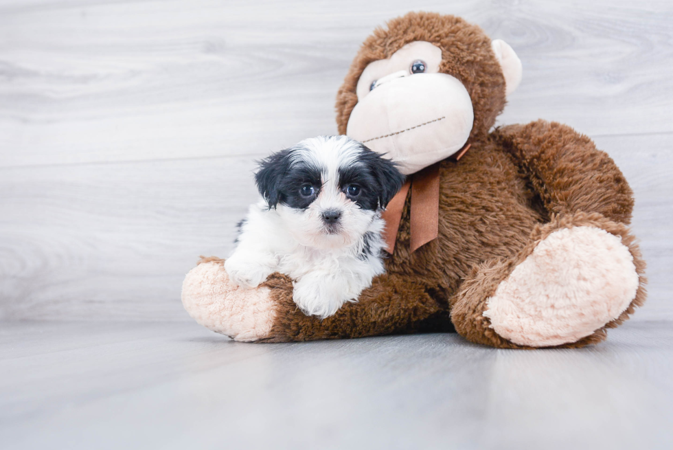 Popular Teddy Bear Designer Pup