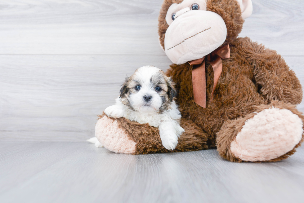 Friendly Teddy Bear Baby