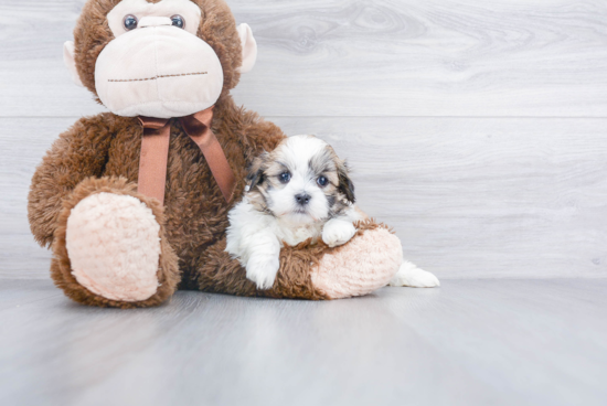 Teddy Bear Pup Being Cute