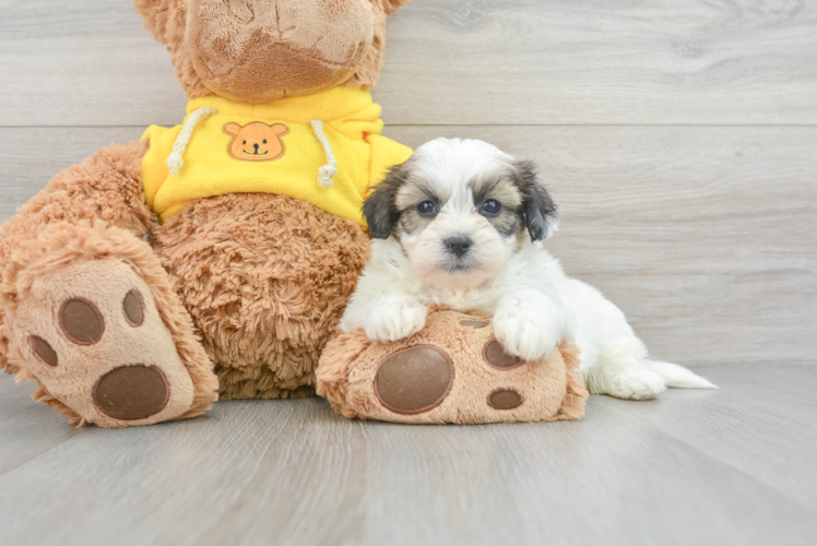 Smart Teddy Bear Designer Pup