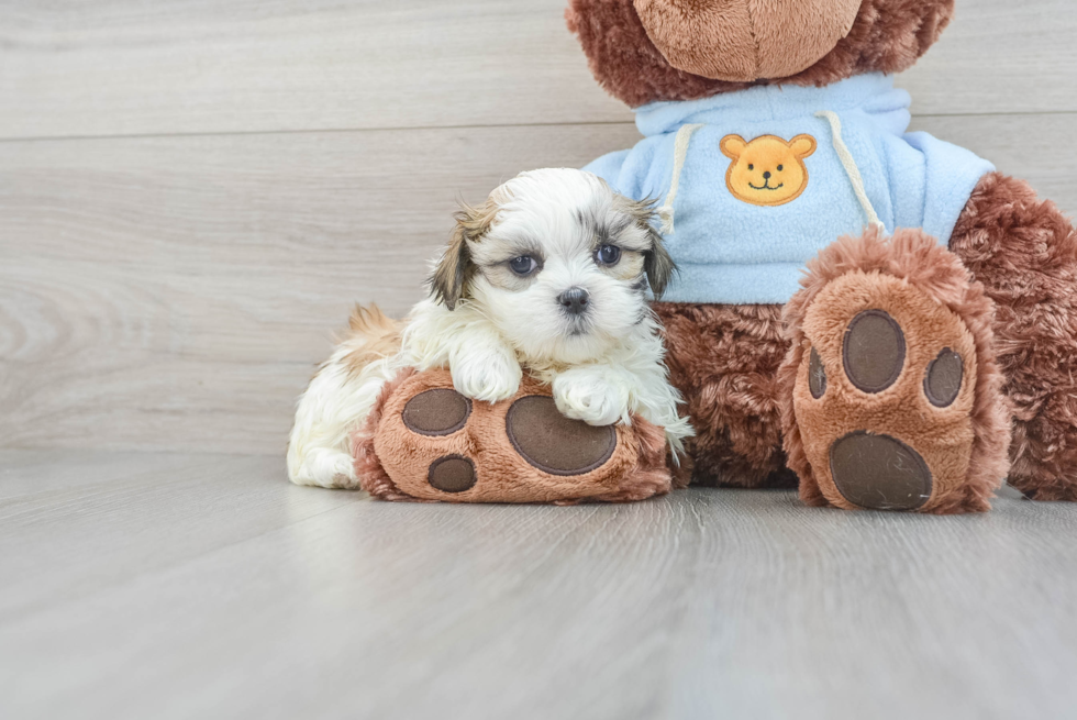 Cute Teddy Bear Baby