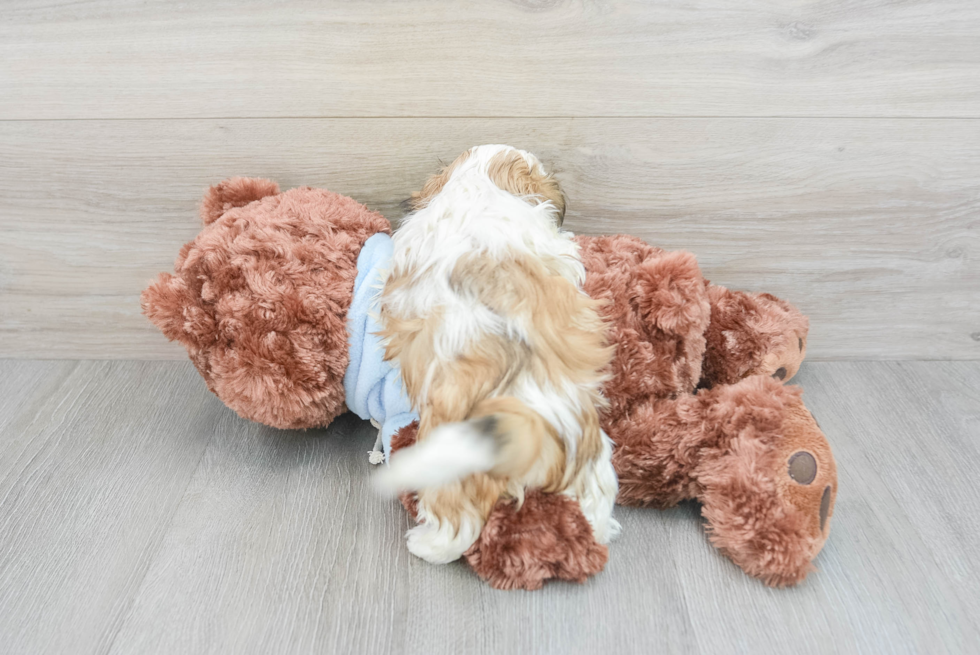 Best Teddy Bear Baby