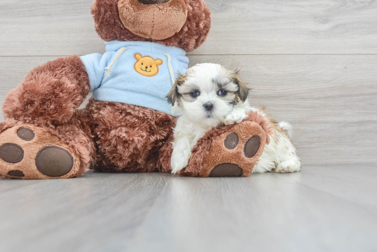 Popular Teddy Bear Designer Pup