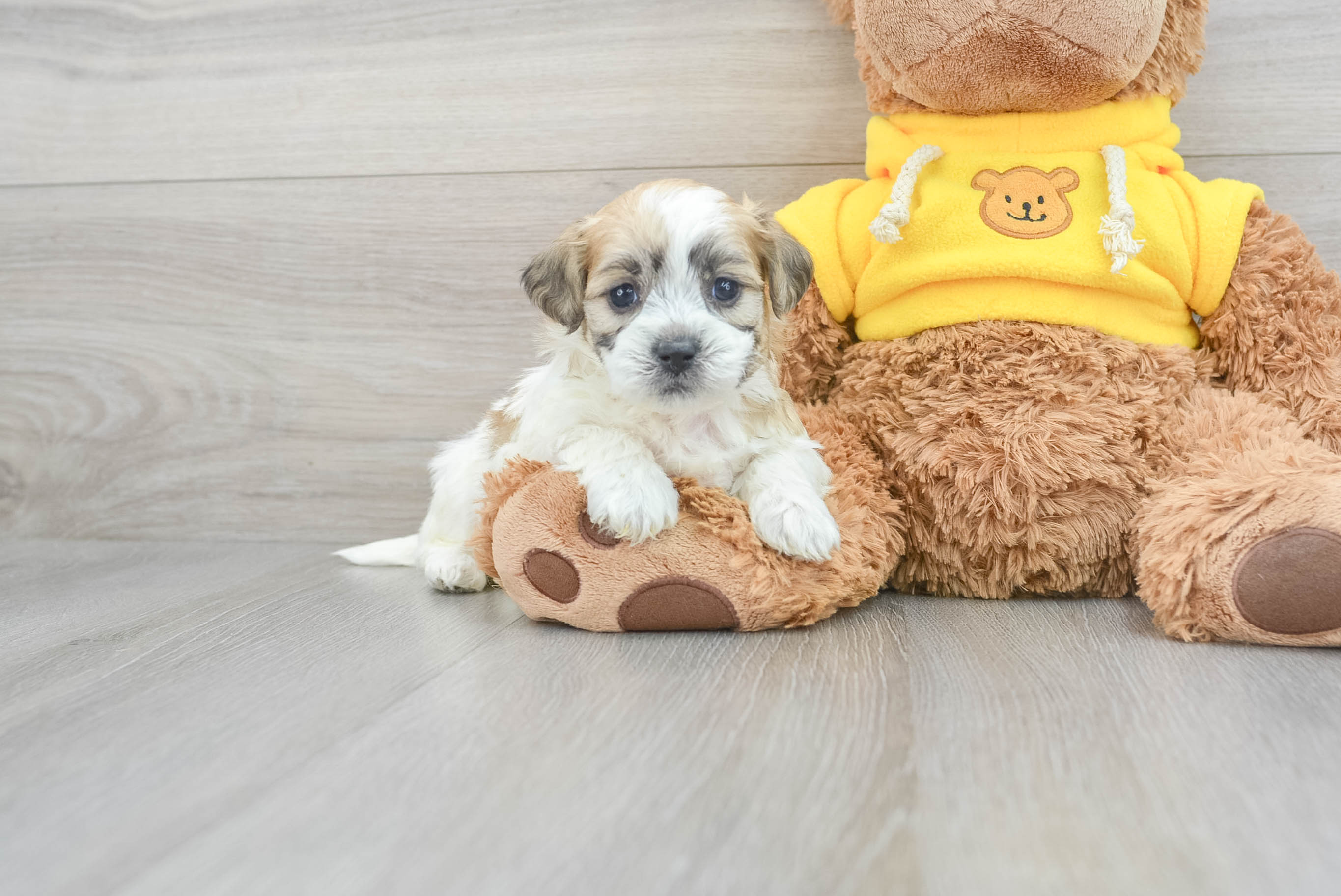 Smart Teddy Bear Designer Pup