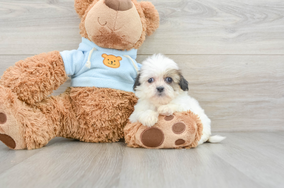 7 week old Teddy Bear Puppy For Sale - Premier Pups