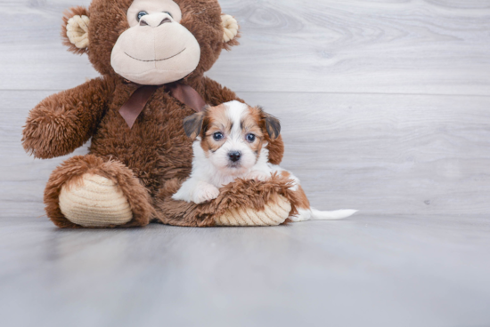 Teddy Bear Pup Being Cute