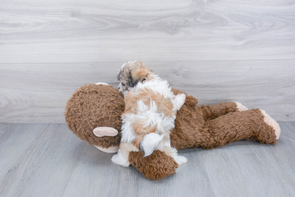 Funny Teddy Bear Designer Pup