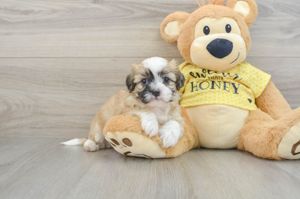 5 week old Teddy Bear Puppy For Sale - Premier Pups