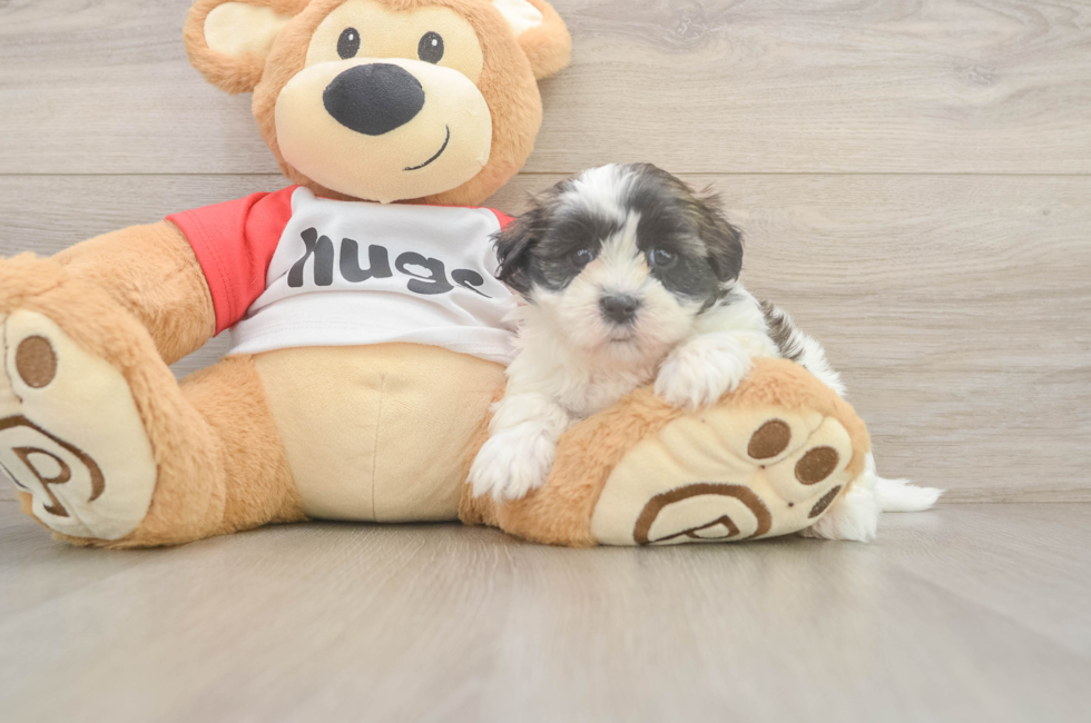 6 week old Teddy Bear Puppy For Sale - Premier Pups
